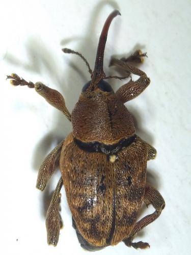 Réf. 279 305 : Curculio nucum